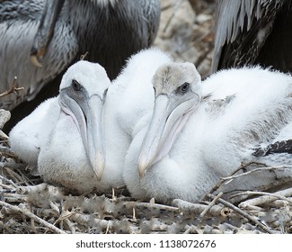 Baby Pelican Images Stock Photos Vectors Shutterstock