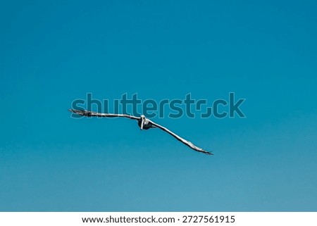 Brown pelican facing the camera hovering in the blue sky, wings wide spread, Fort Myers, Florida