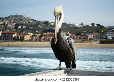 Brown Pelican Facing The Sea At Pismo Beach Pier, California