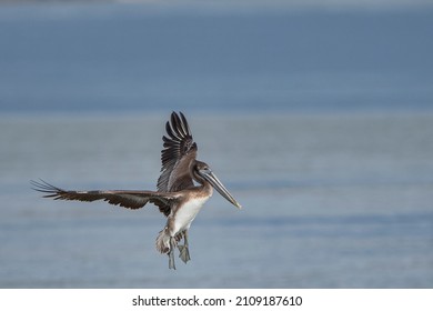 Brown Pelican At Ferry Landing In Cameron Parish