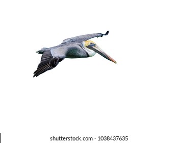 Brown Pelican In Flight On White Background, Isolated