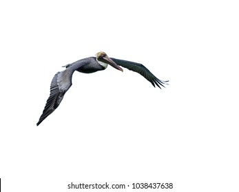 Brown Pelican In Flight On White Background, Isolated