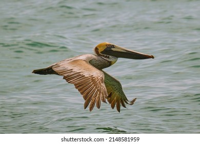 A brown pelican in flight over the Atlantic Ocean - Powered by Shutterstock