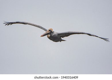 Brown Pelican In Flight Over Louisiana Marsh