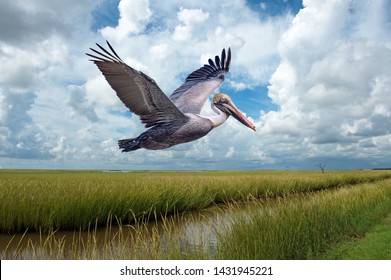 Brown Pelican in Flight Over Marshlands at Grand Isle Louisiana Against Cloudy Sky