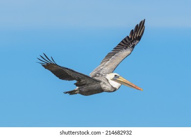 Brown Pelican Flying