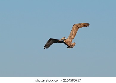 Brown Pelican Flying In A Blue Sky.