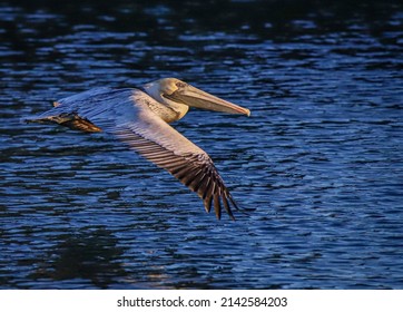 Brown Pelican Flying Into Sunset