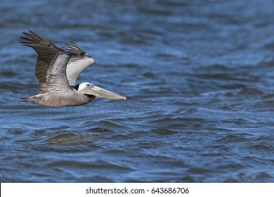 Brown Pelican Flying Low Over Gulf Of Mexico At Holly Beach, Louisiana