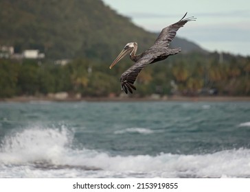 Brown Pelican Flying Over Beach