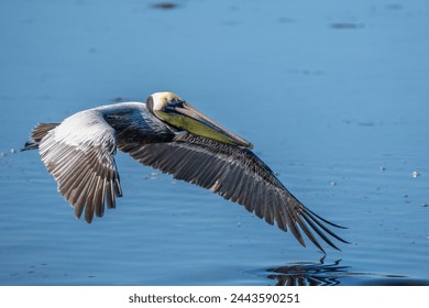 Brown Pelican Flying over a Pond