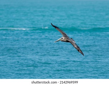 A Brown Pelican Flying Over The Water. 