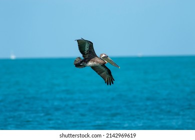 A Brown Pelican Flying Over The Water