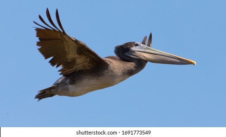 Brown Pelican Flying, Wings Up