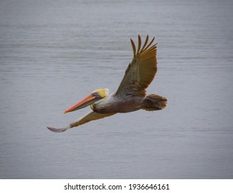 Brown Pelican found in Florida
