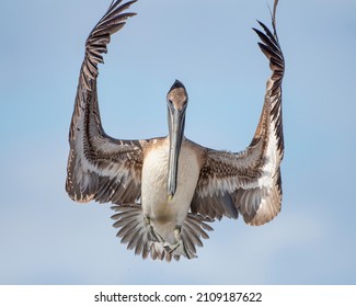 Brown Pelican Giving Touchdown Signal With Its Wings