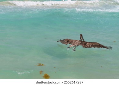 A brown pelican gracefully lands on tranquil turquoise water, its wings spread wide as it creates small splashes upon contact - Powered by Shutterstock