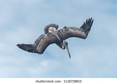 Brown Pelican In Guadeloupe, Bird Flying 
