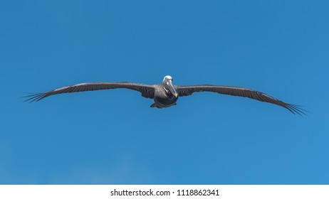 Brown Pelican In Guadeloupe, Bird Flying 
