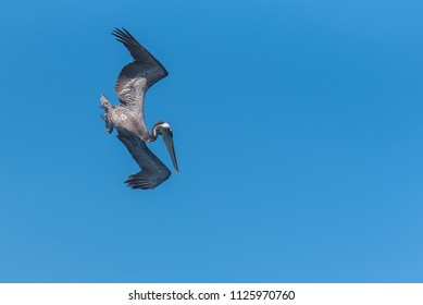     Brown Pelican In Guadeloupe, Bird Flying 