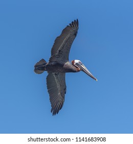     Brown Pelican In Guadeloupe, Bird Flying 