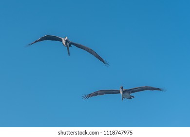 Brown Pelican In Guadeloupe, Two Birds Flying Together
