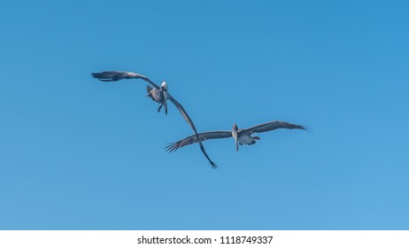 Brown Pelican In Guadeloupe, Two Birds Flying Together
