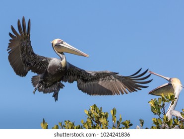 Brown Pelican Landing In Nest