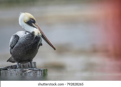 Brown Pelican (Louisiana State Bird) Posing At Water's Edge 