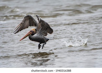 Brown Pelican Making A Splash At Cameron Pass Louisiana