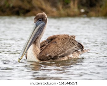 Brown Pelican In New Orleans, Louisiana