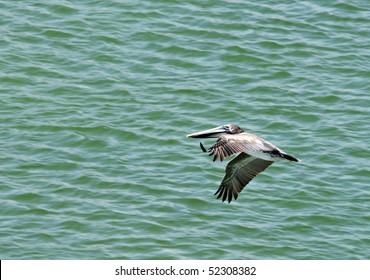 A Brown Pelican On The Alabama Gulf Coast.