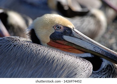 Brown Pelican On A Central California Beach