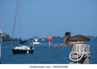 Brown Pelican On Post In Front Of Multiple Sailboats