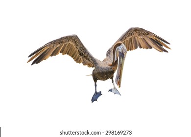 Brown Pelican With Open Wings In White Background, Isolated. Florida, Usa.