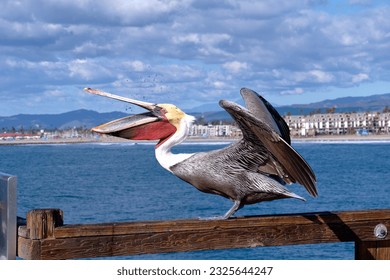 Brown Pelican opens wings and beak to display red throat pouch while waiting to be fed fish, on pier at Oceanside, California. - Powered by Shutterstock