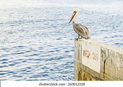 Brown Pelican. Pelecanus occidentalis,  harbor at the port of Avalon on Catalina Island, California