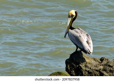 Brown Pelican (Pelecanus occidentalis) sitting on a rock near Panama City, feathers on its head colored yellow