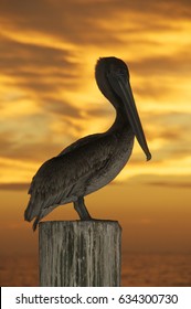 Brown Pelican, Pelecanus occidentalis, sitting on wooden piling at sunset or sunrise
