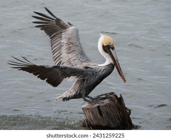  Brown pelican (Pelecanus occidentalis) with spread wings, Galveston, Texas, USA