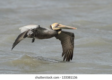 Brown Pelican (Pelecanus Occidentals) In Flight Over The Ocean With A Fishing Line And Lead Sinker Wrapped Around Its Wing - Corpus Christi, Texas