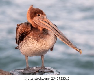 A brown Pelican perched atop a wooden pier at sunset. - Powered by Shutterstock