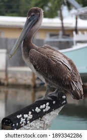 A Brown Pelican Perched On An Old Boat Hull In The Florida Keys