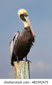 Brown pelican perched on a post in Florida