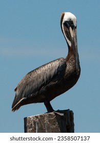 A Brown Pelican perches majestically on a pier along the Gulf Coast, at Snoopy's Pier in Corpus Christi TX, right at home where shore meets sea.