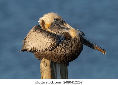 Brown pelican perching on wooden post by water - Powered by Shutterstock