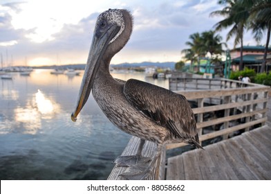 Brown Pelican In Ponce, Puerto Rico