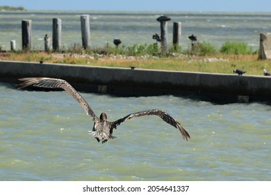 Brown Pelican Skimming The San Antonio Bay Water To Land On A Seadrift Jetty