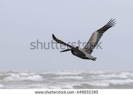 Brown Pelican spreading its wings as it flies gracefully over the whitecaps and surf of the ocean below.
