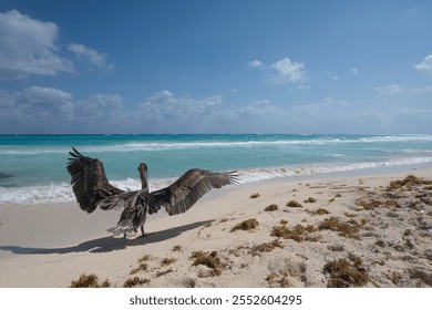 A brown pelican spreads its wings on a sandy beach by turquoise waters under a clear blue sky. - Powered by Shutterstock